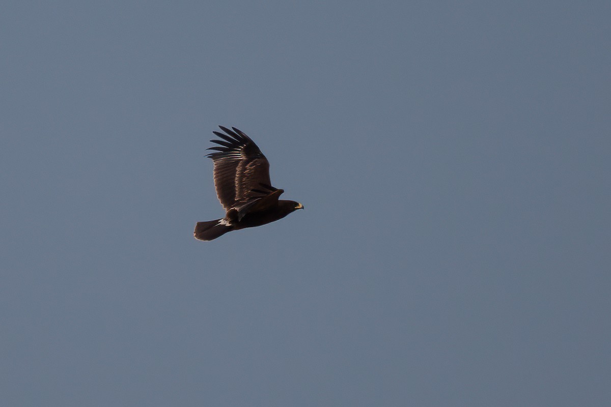 Greater Spotted Eagle - ML455530711