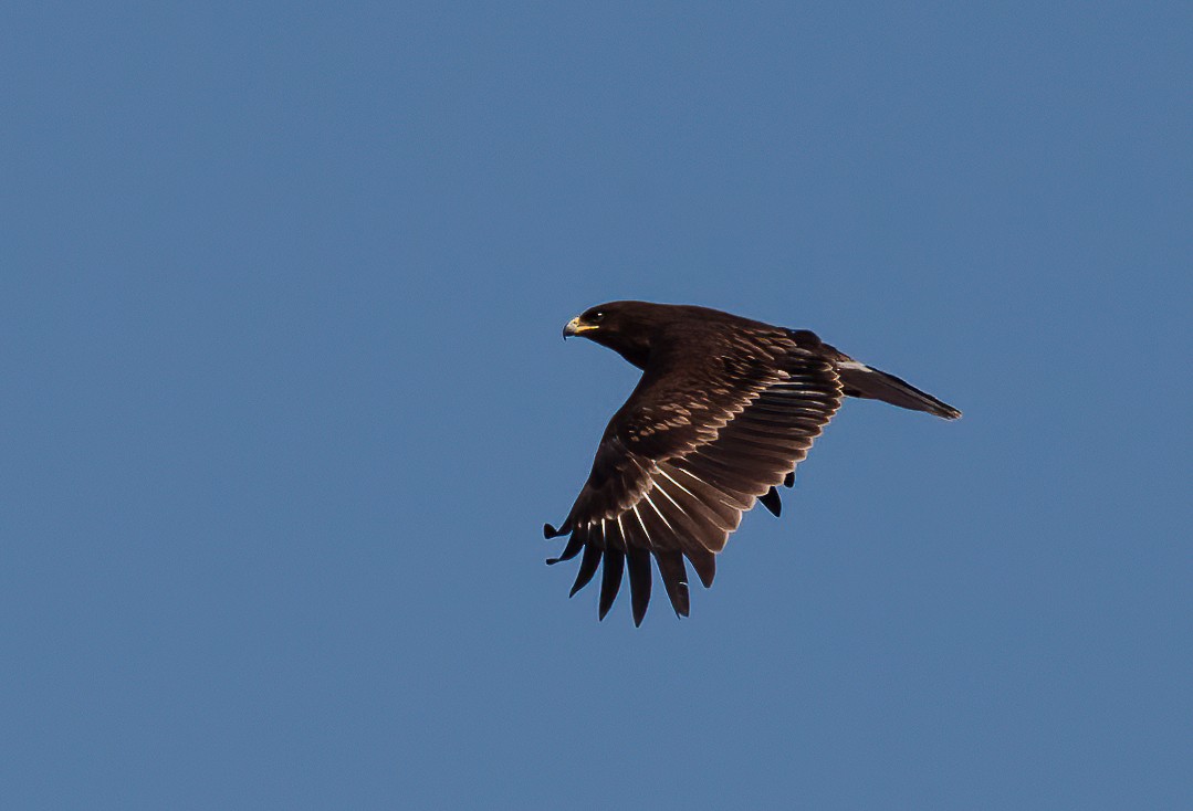 Greater Spotted Eagle - ML455530731