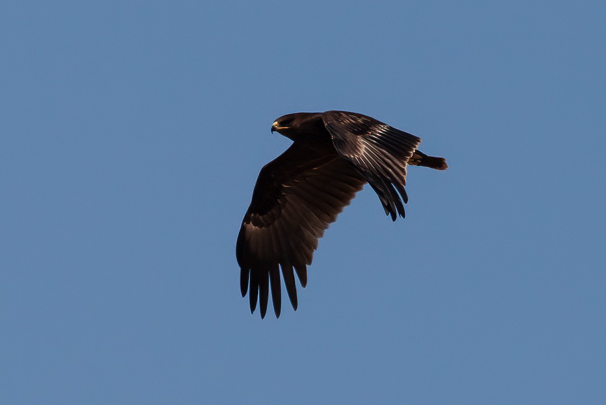 Greater Spotted Eagle - ML455530751