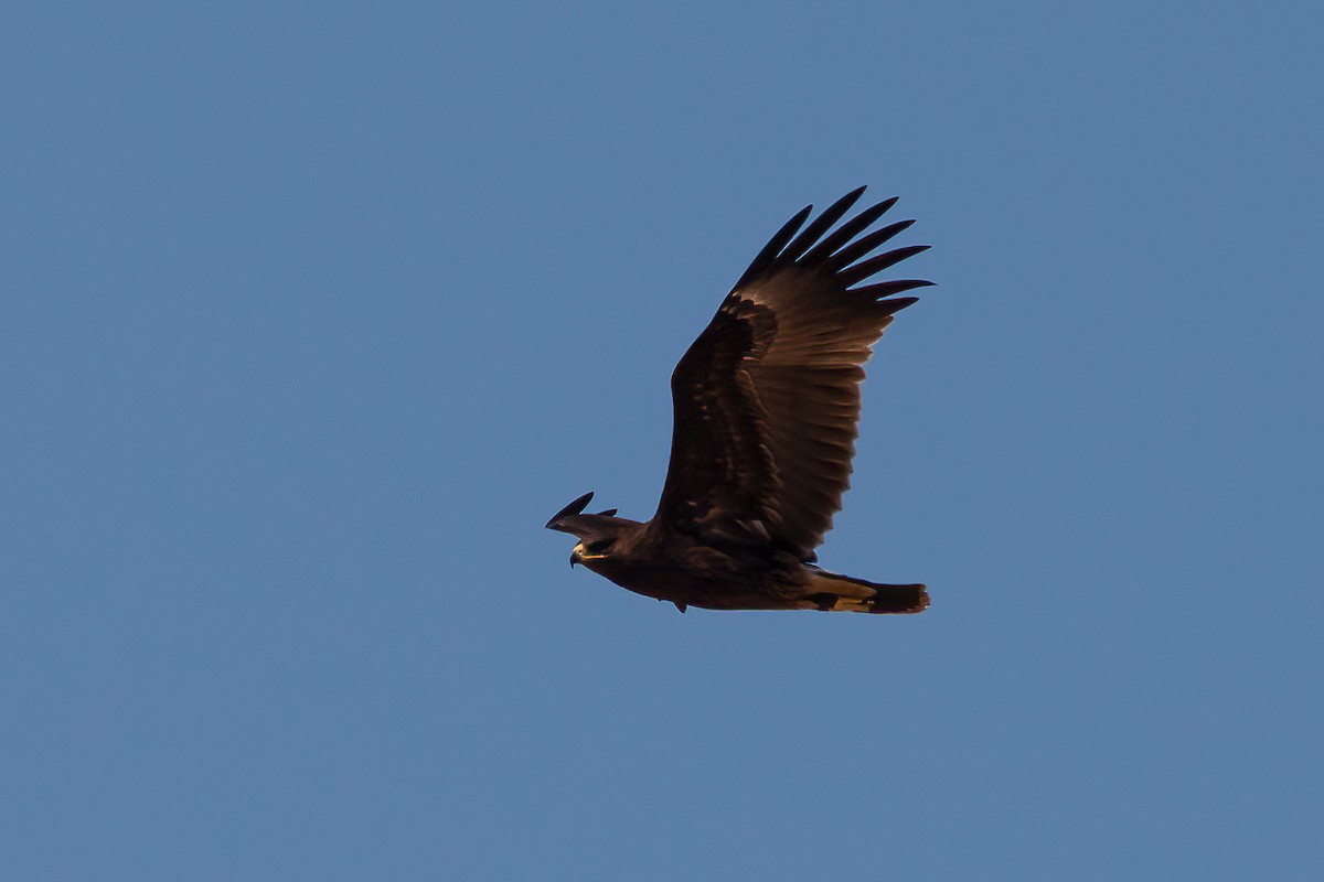 Greater Spotted Eagle - Chris Jones