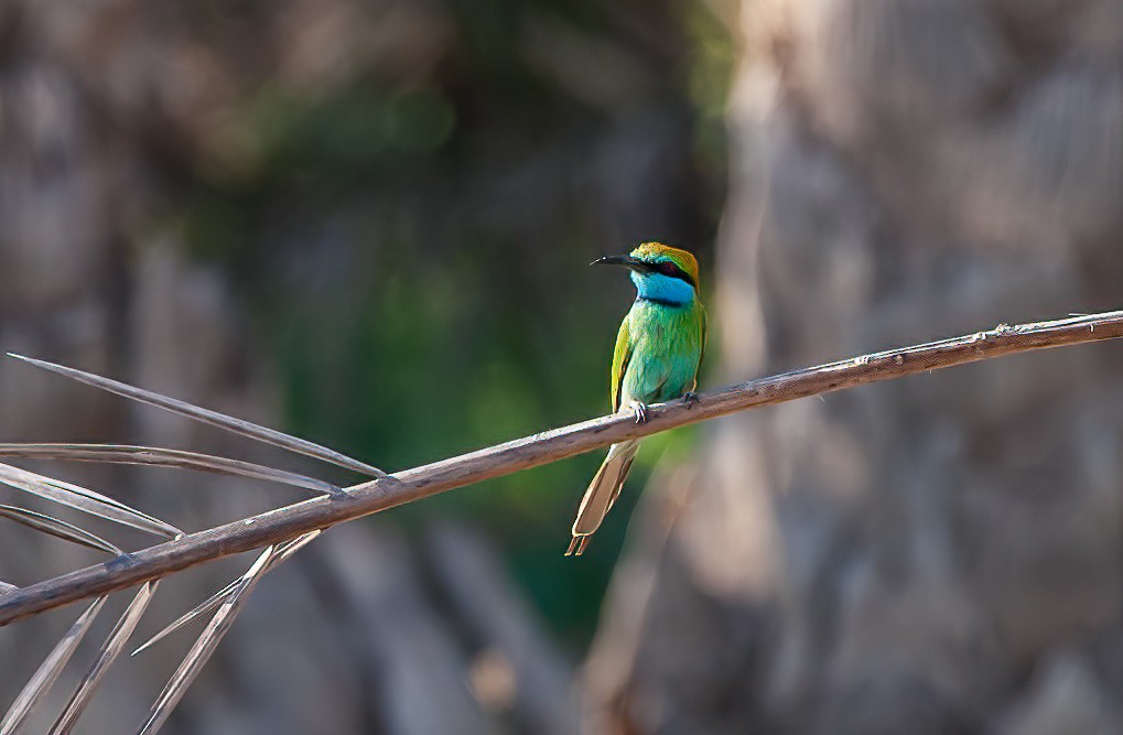 Arabian Green Bee-eater - ML455530921