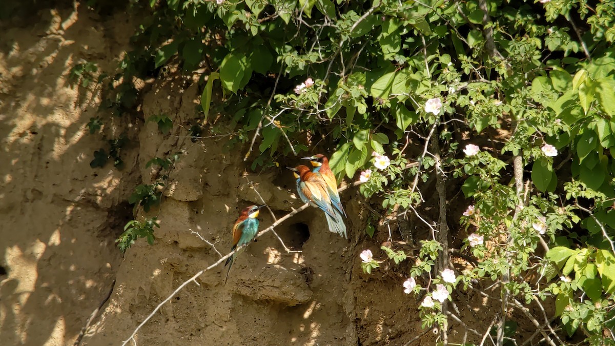European Bee-eater - ML455535721