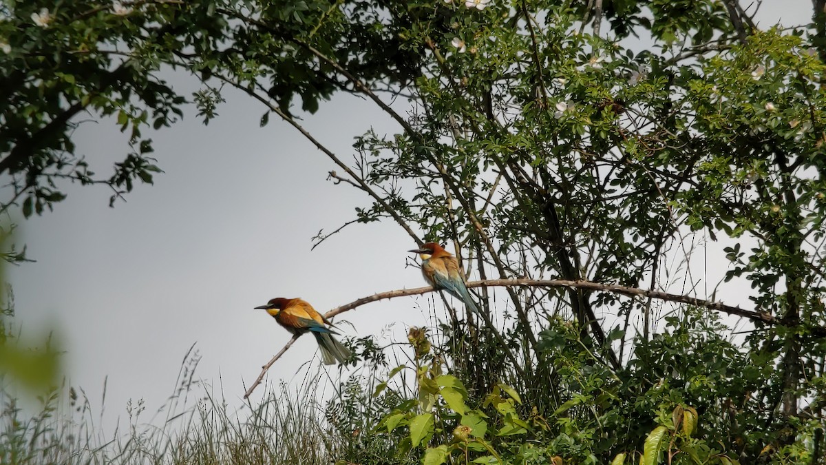 European Bee-eater - ML455535941