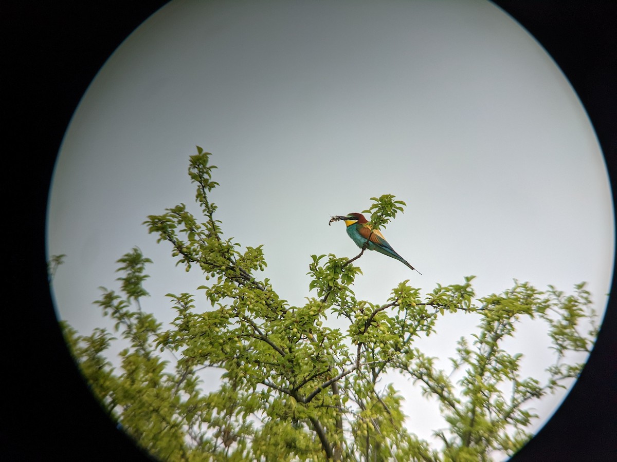 European Bee-eater - ML455536011