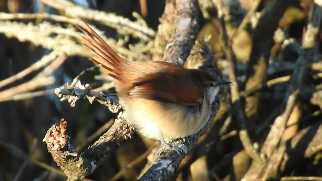 Yellow-chinned Spinetail - ML455547081