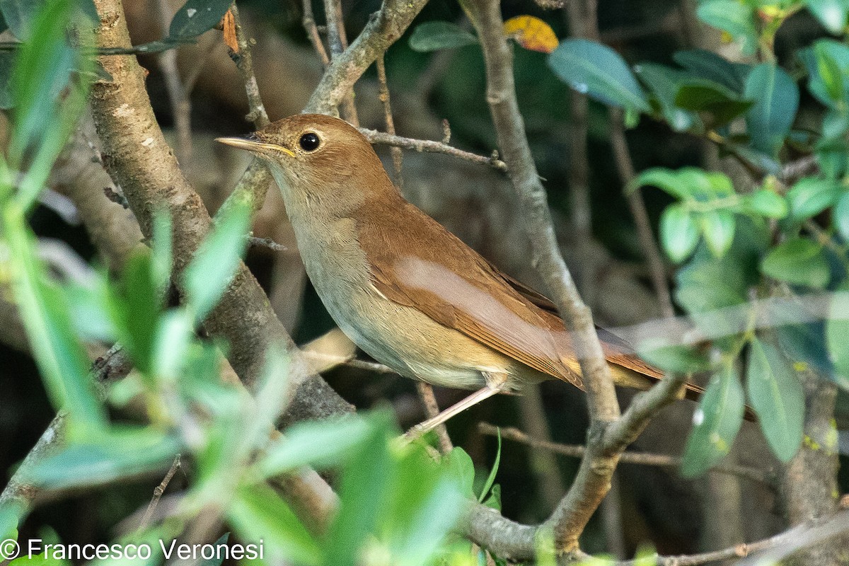 Common Nightingale - Francesco Veronesi