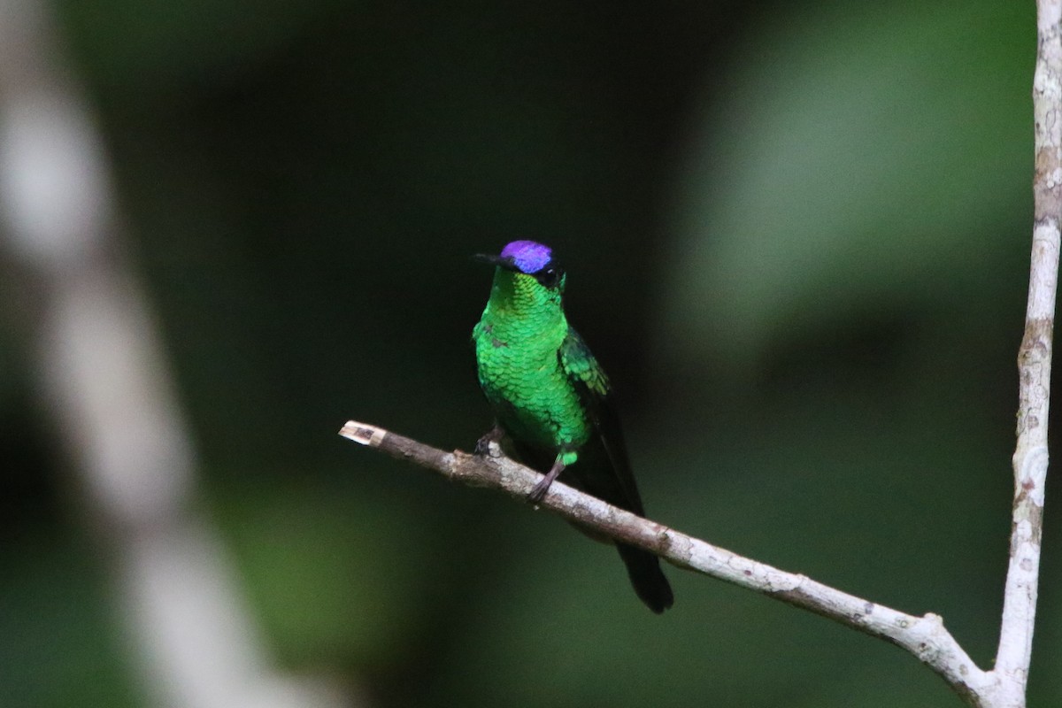 Violet-capped Woodnymph - ML45555821