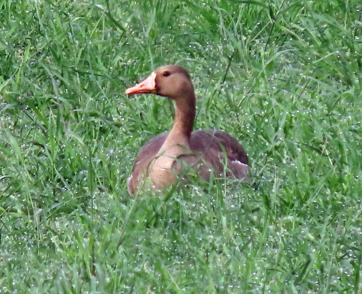 Greater White-fronted Goose - Jim Scott
