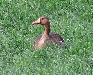 Greater White-fronted Goose, ML455562711