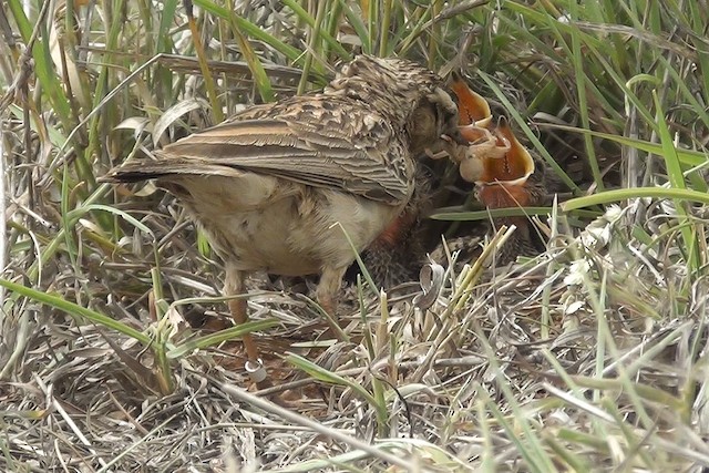 Adult with spider for nestlings. - Short-clawed Lark - 