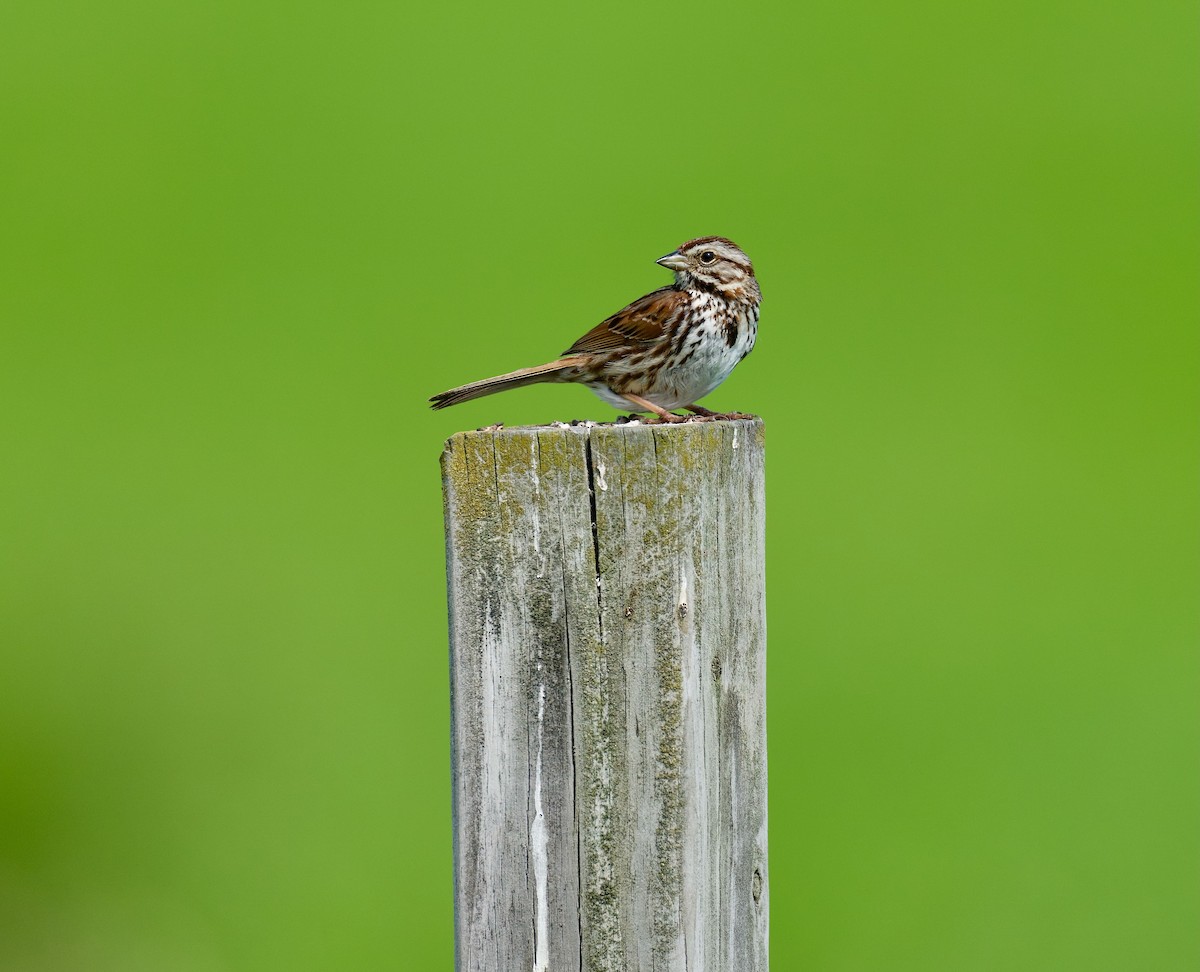 Song Sparrow - Anne Inga