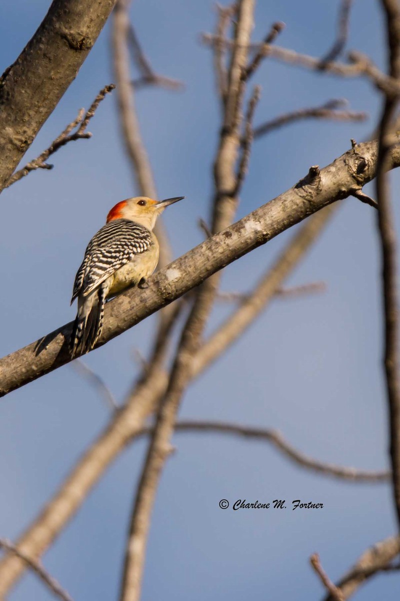 Red-bellied Woodpecker - ML45557871