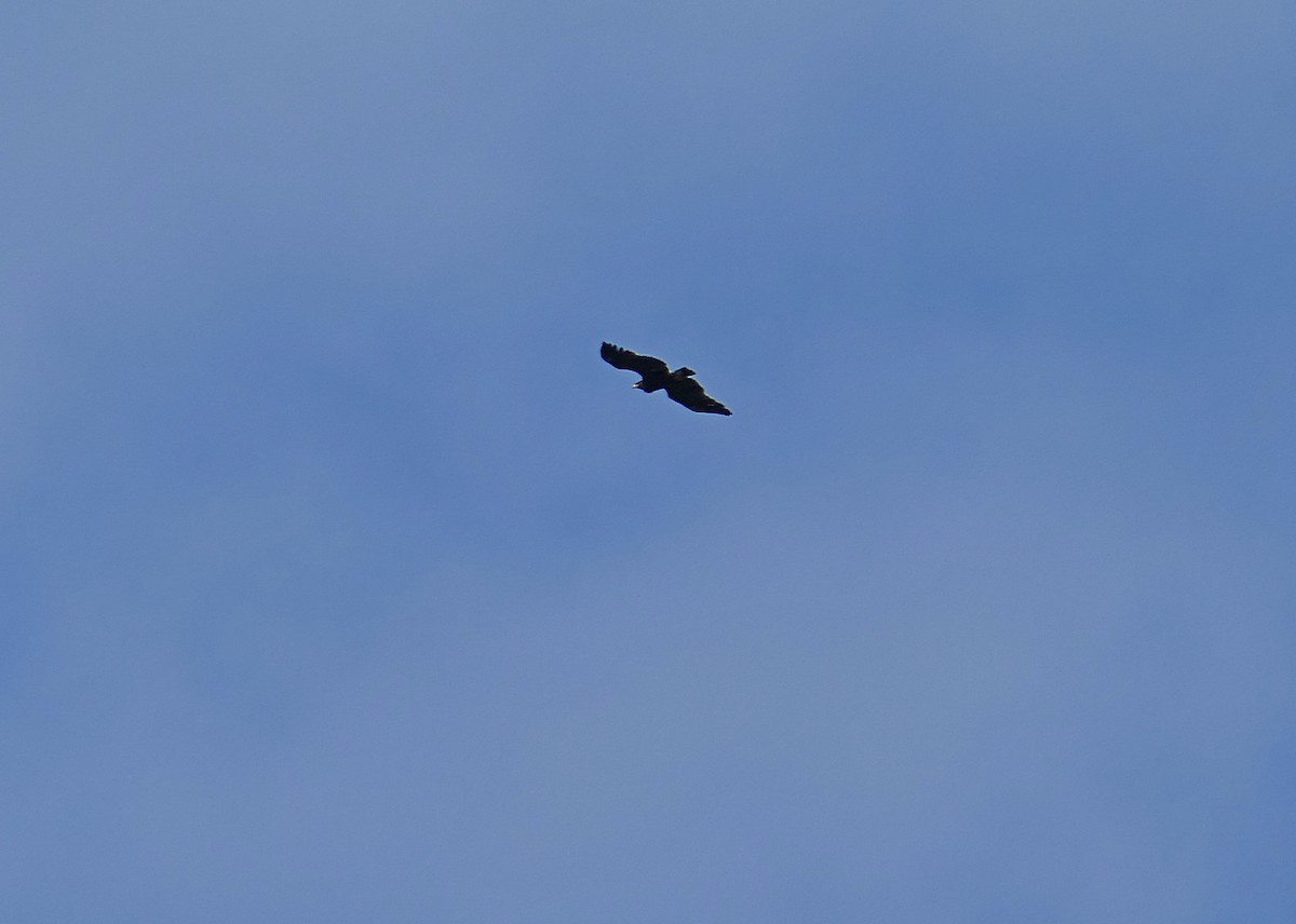 Greater Spotted Eagle - ML455581221