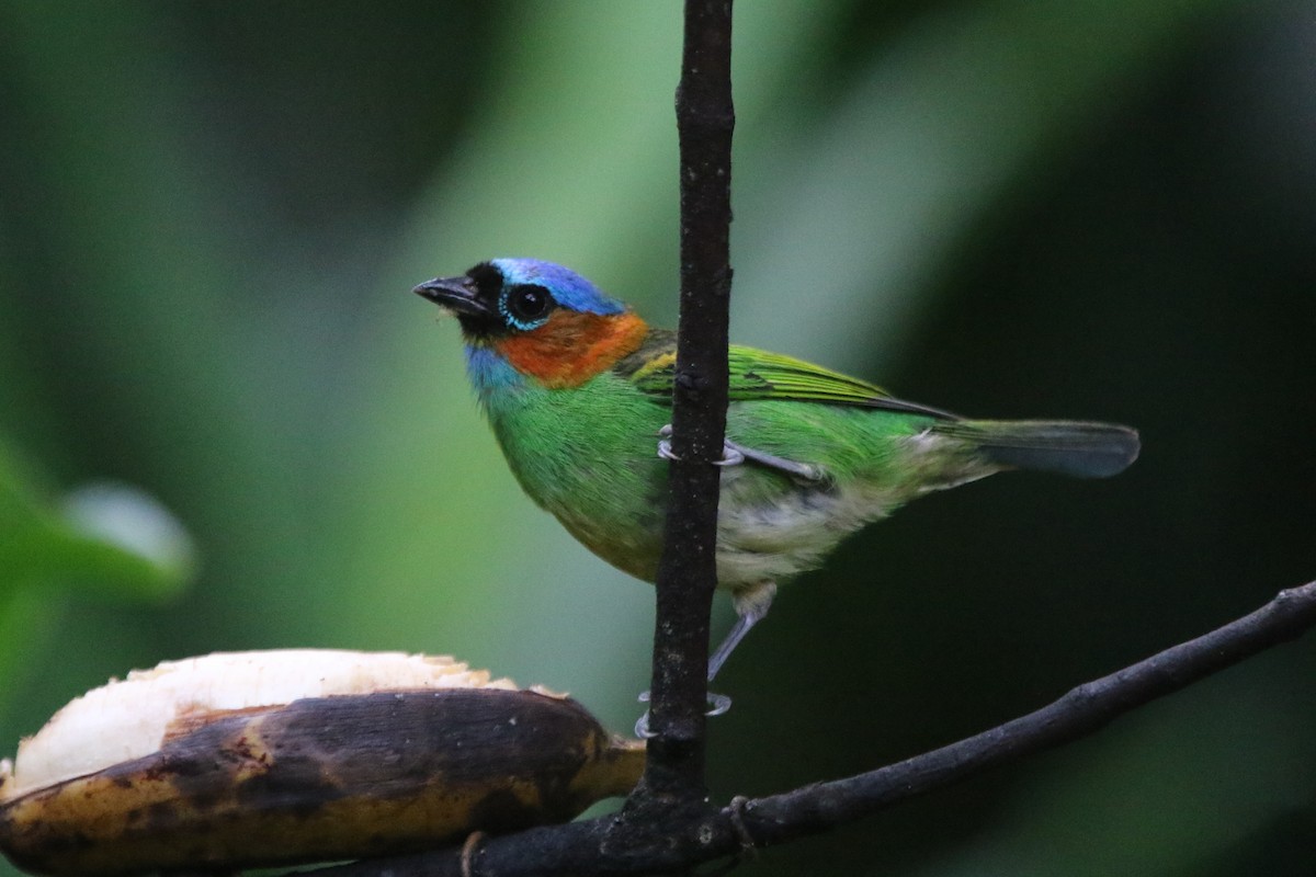 Red-necked Tanager - ML45558341