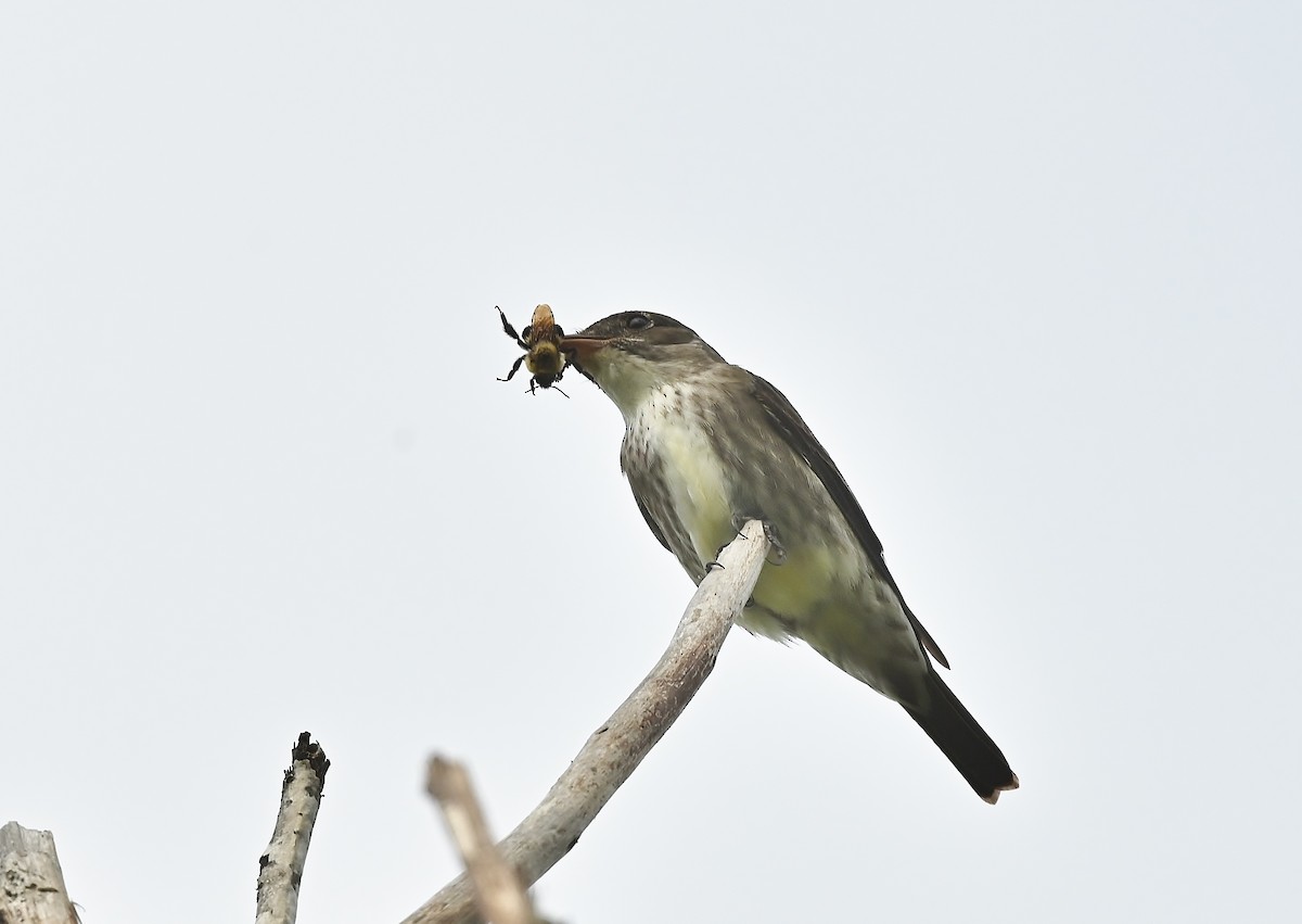 Olive-sided Flycatcher - André Lanouette