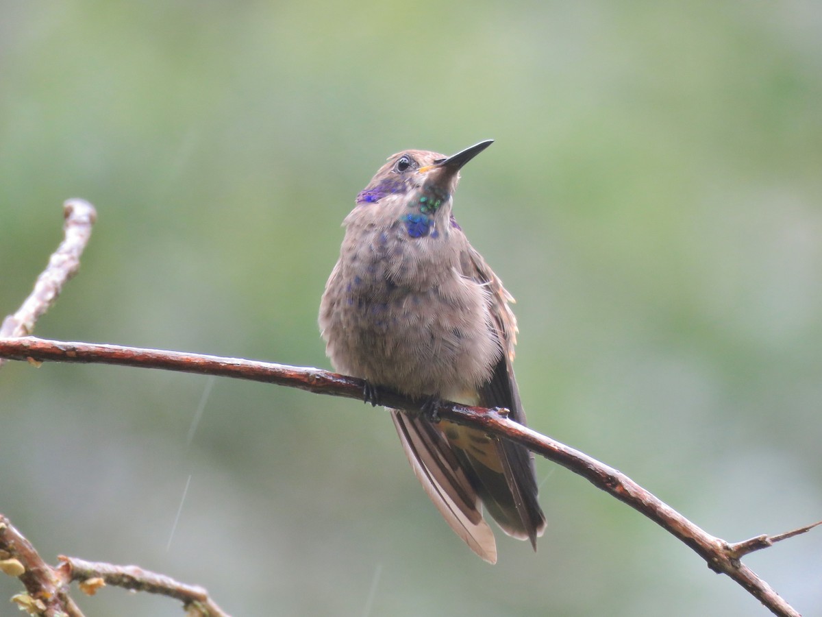 kolibřík fialovouchý - ML45558501