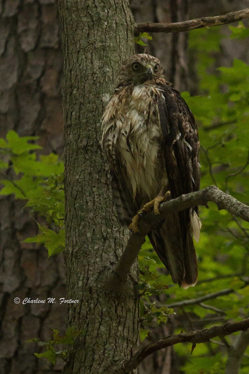 Red-tailed Hawk - ML45558591