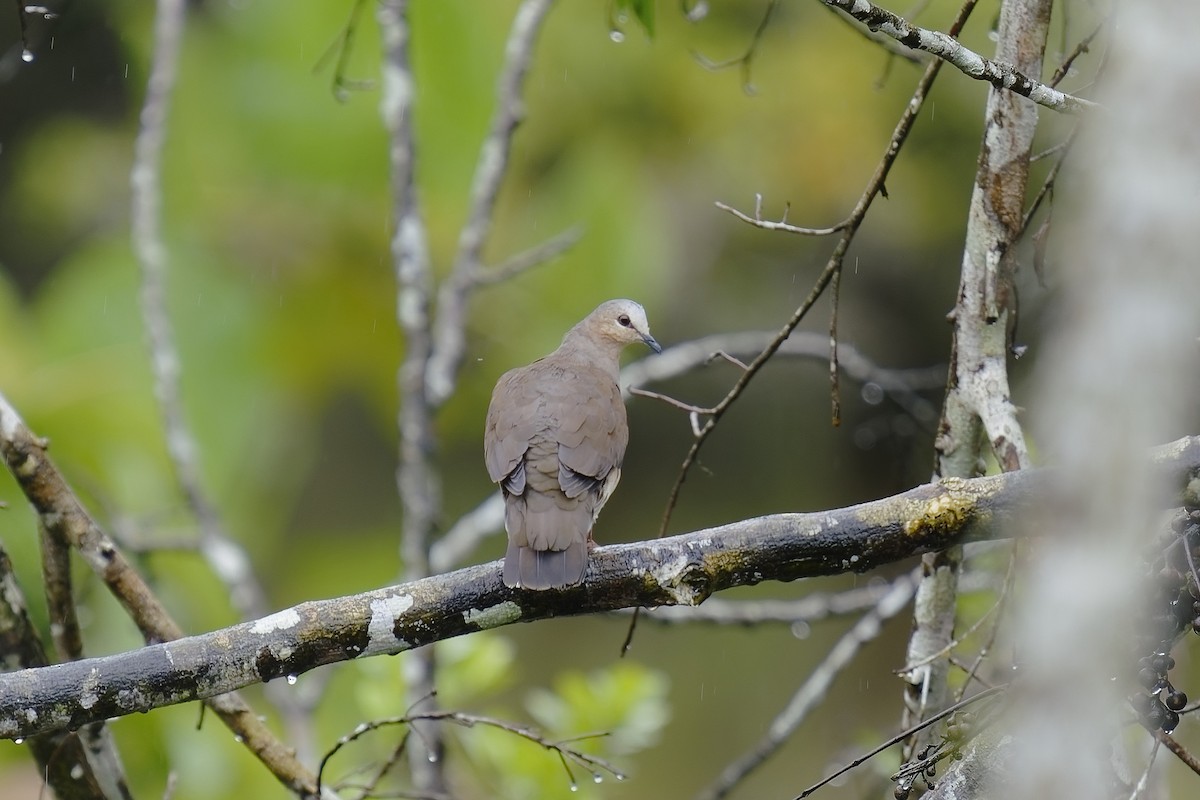 Gray-fronted Dove - ML455590411