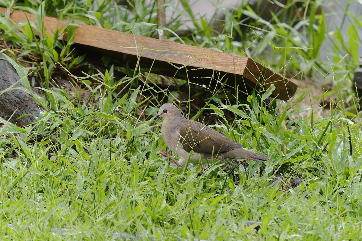Gray-fronted Dove - ML455590471