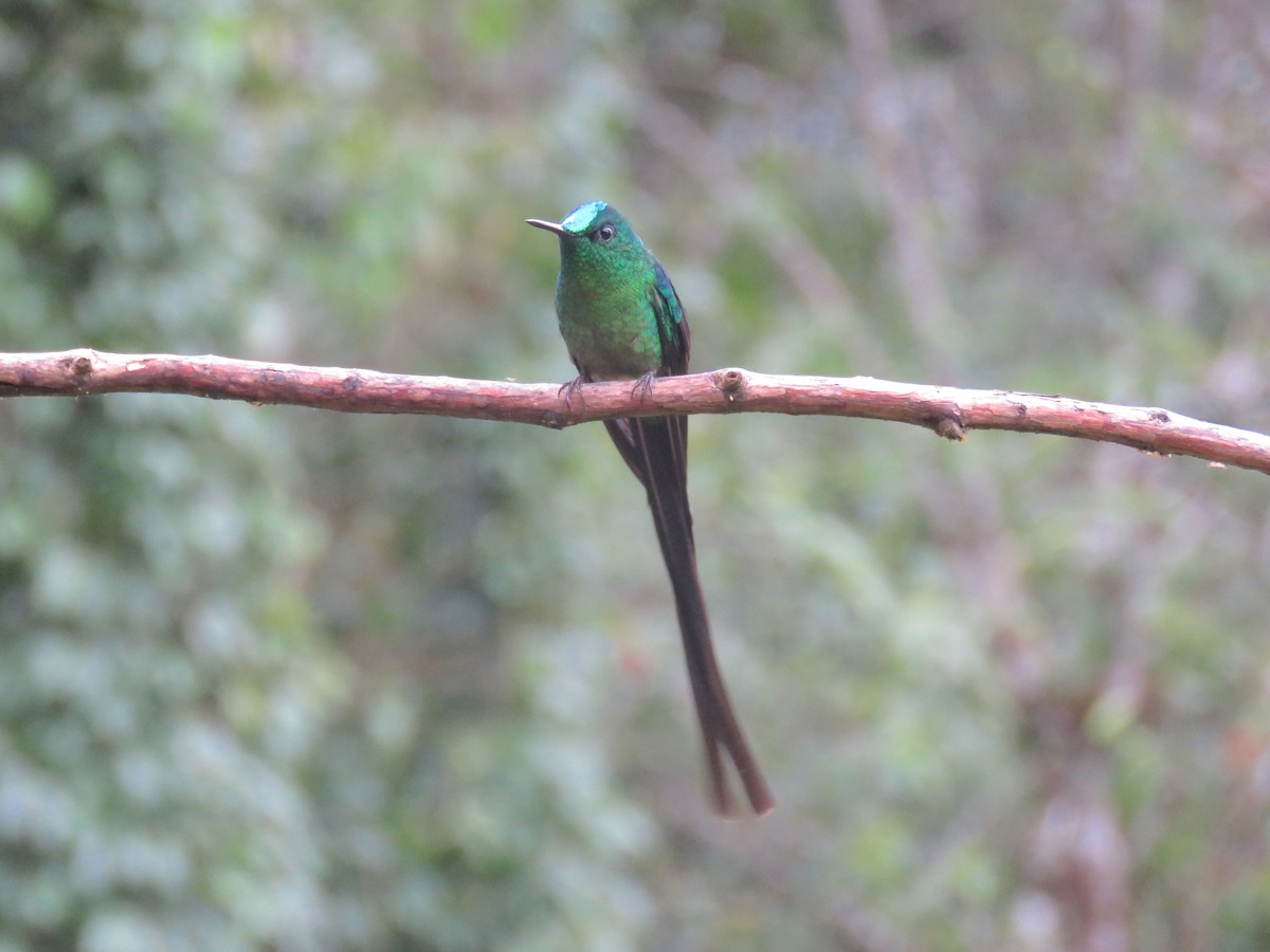 Long-tailed Sylph - ML45559091
