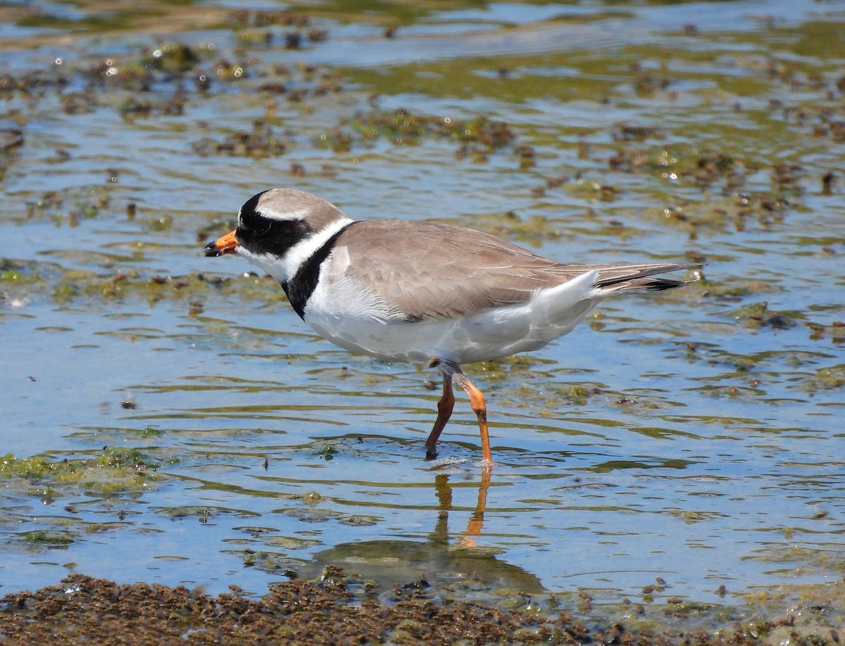 Common Ringed Plover - ML455596101