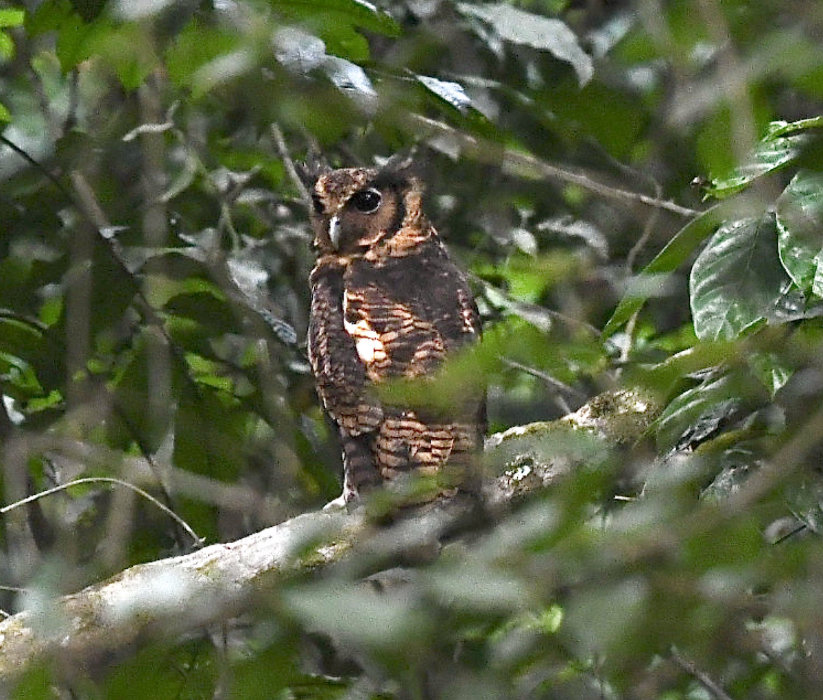 Fraser's Eagle-Owl (Western) - ML455598151