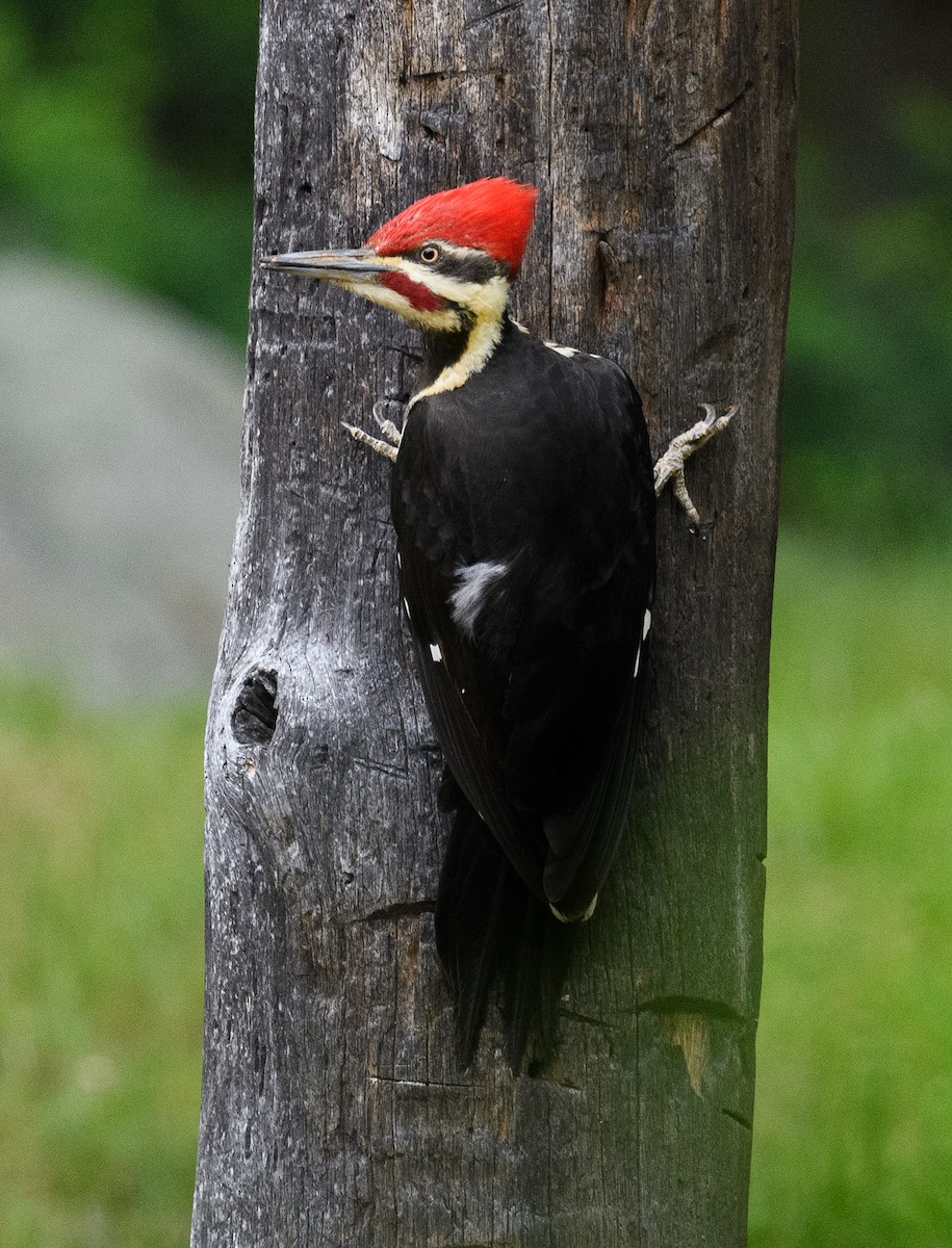Pileated Woodpecker - ML455598741