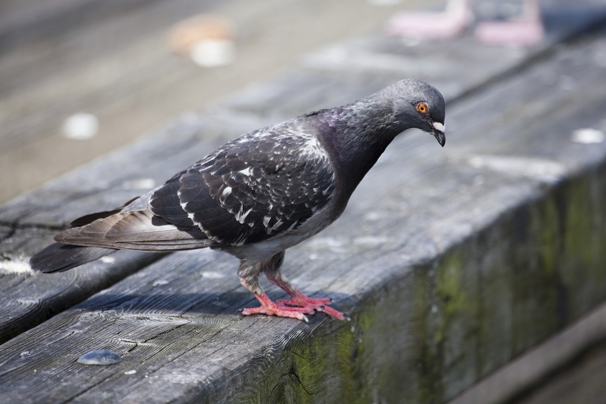 Rock Pigeon (Feral Pigeon) - Gordon Dimmig