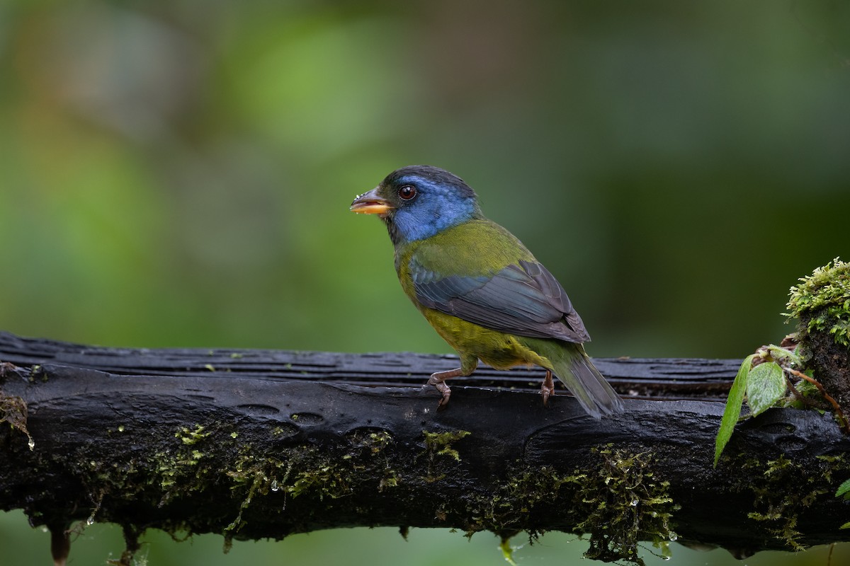 Moss-backed Tanager - ML455600871
