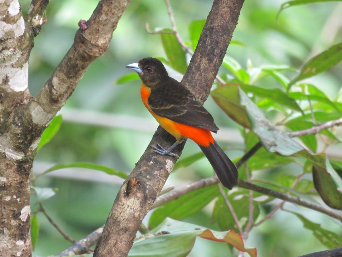 Flame-rumped Tanager - Ayde Solarte