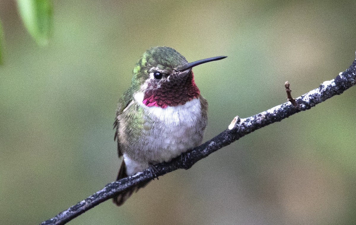 Broad-tailed Hummingbird - Richard Bunn