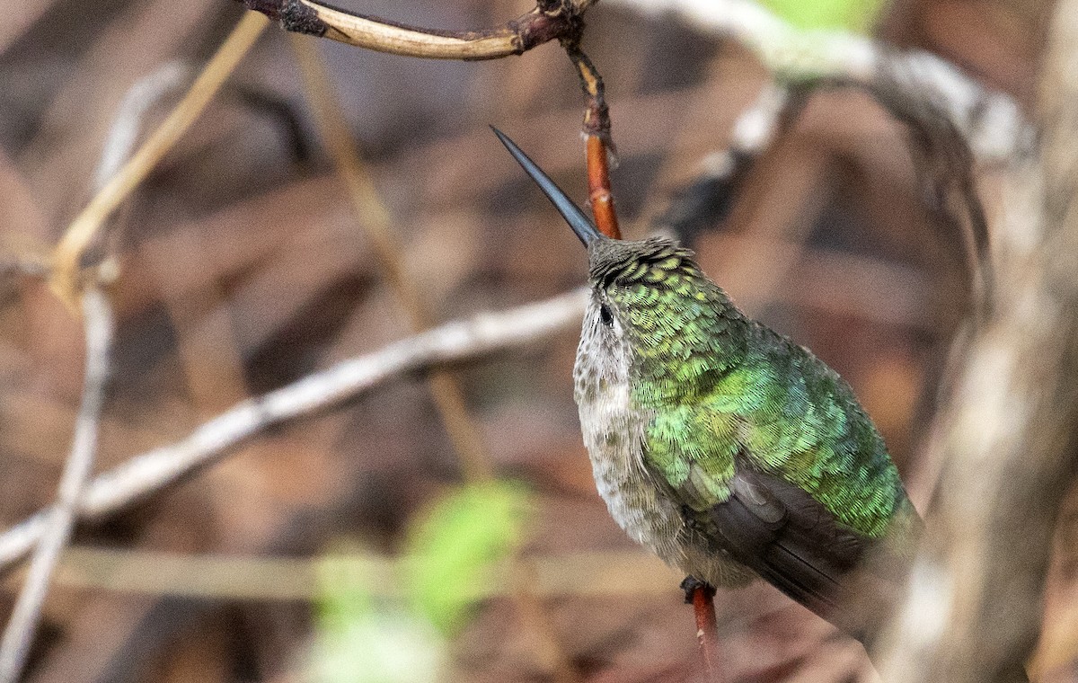 Broad-tailed Hummingbird - Richard Bunn