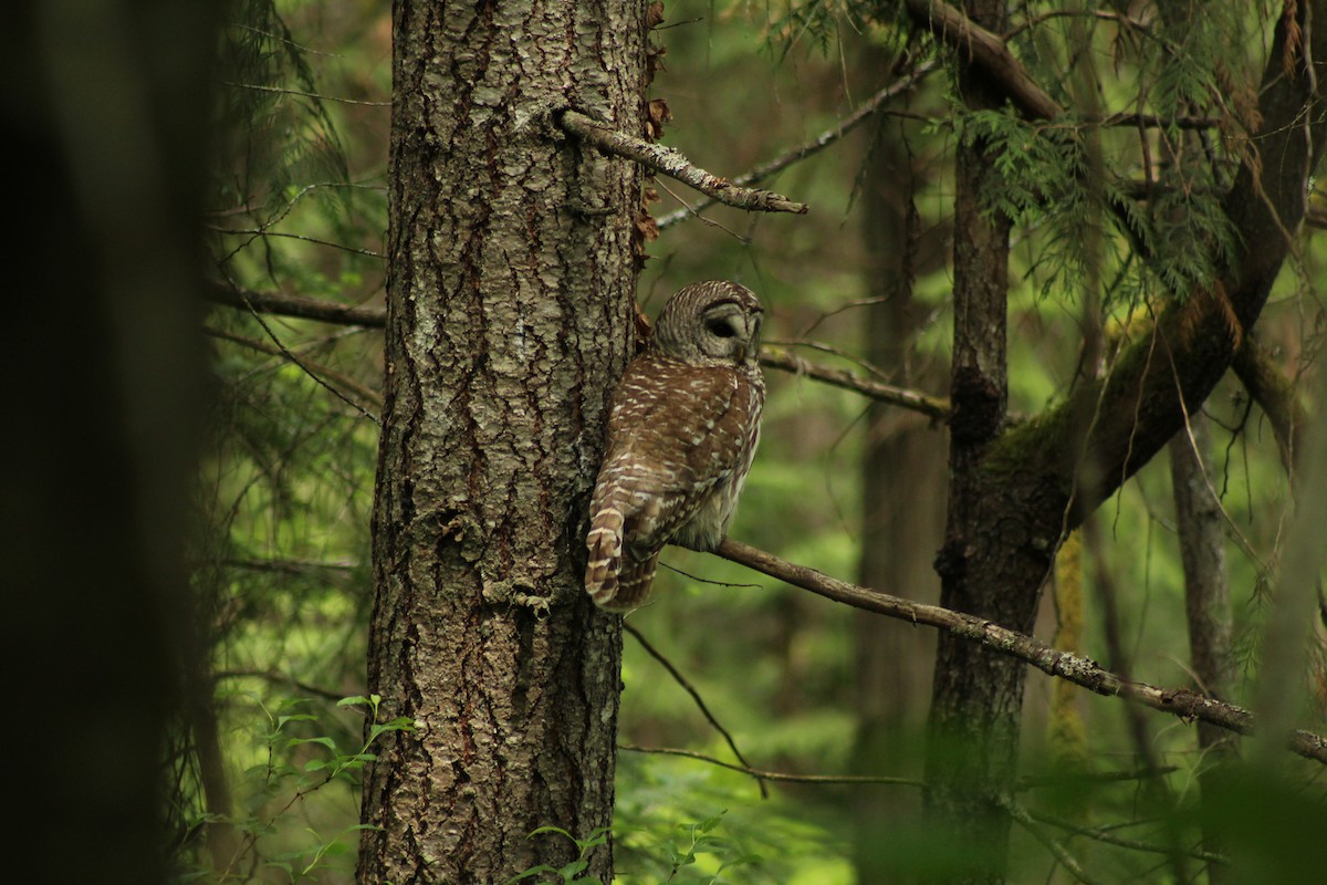 Barred Owl - Curtis Rispin