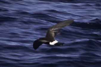 黃蹼洋海燕 - ML455613131