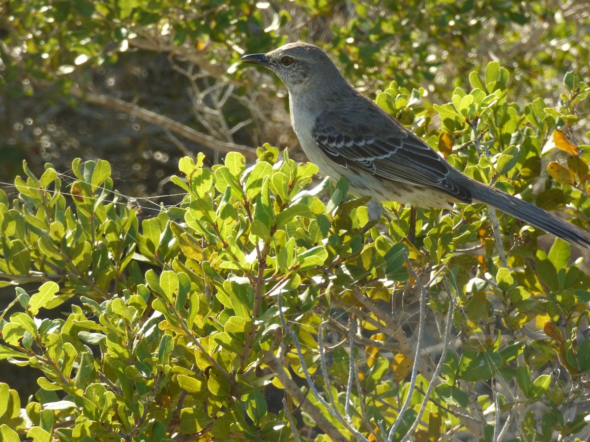 Bahama Mockingbird - ML45561391