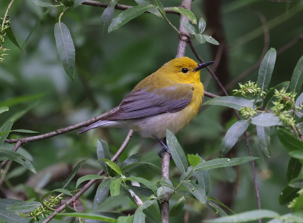 Prothonotary Warbler - Fred Pfeifer