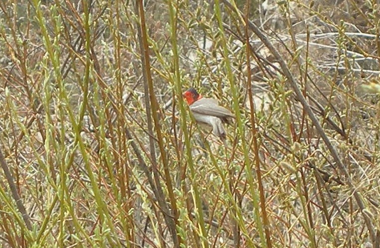 Red-faced Warbler - aaron evans