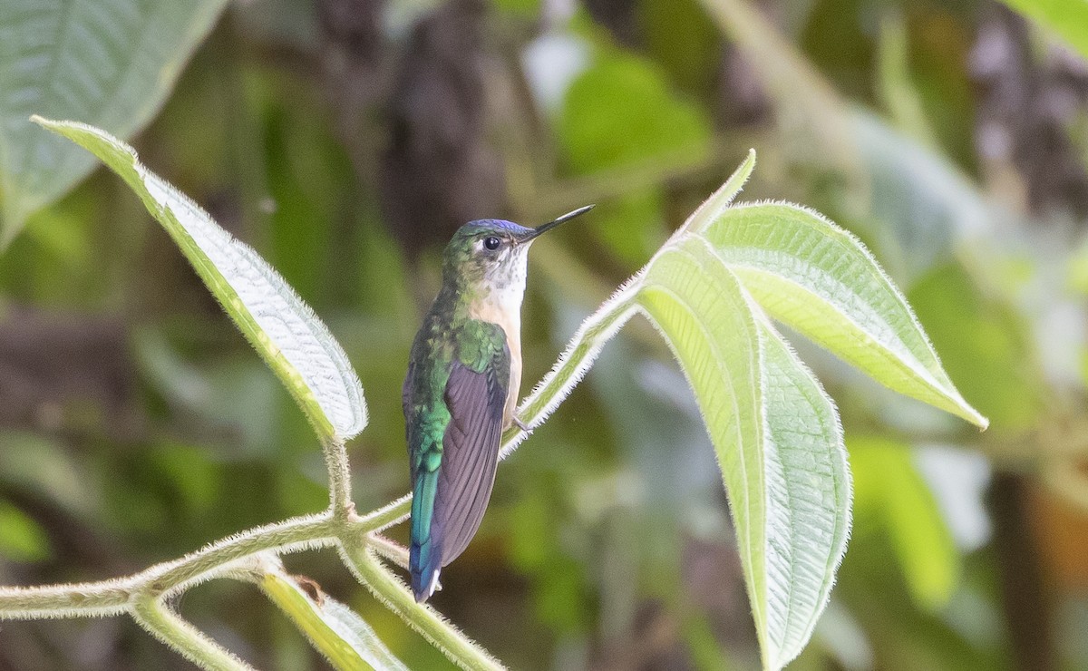 Violet-tailed Sylph - ML455621191