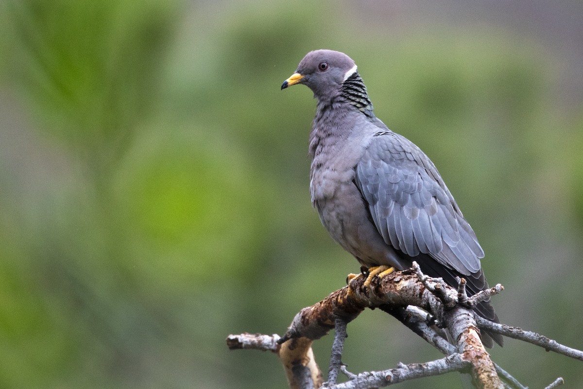 Band-tailed Pigeon - ML455621621