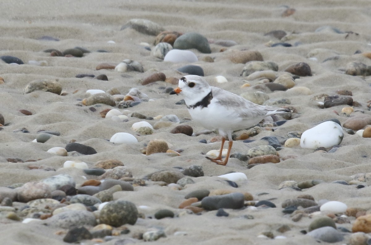 Piping Plover - ML455624241