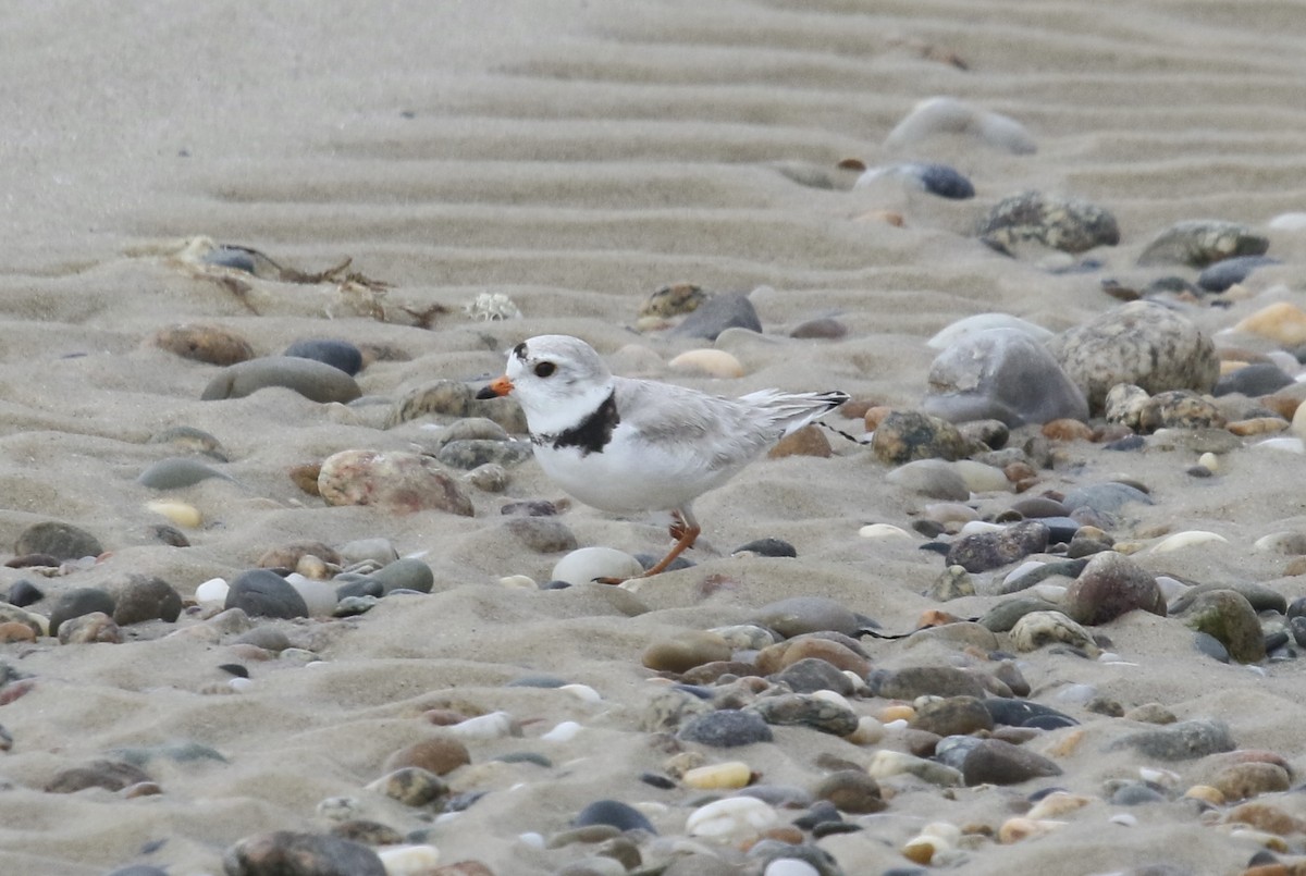 Piping Plover - ML455624301