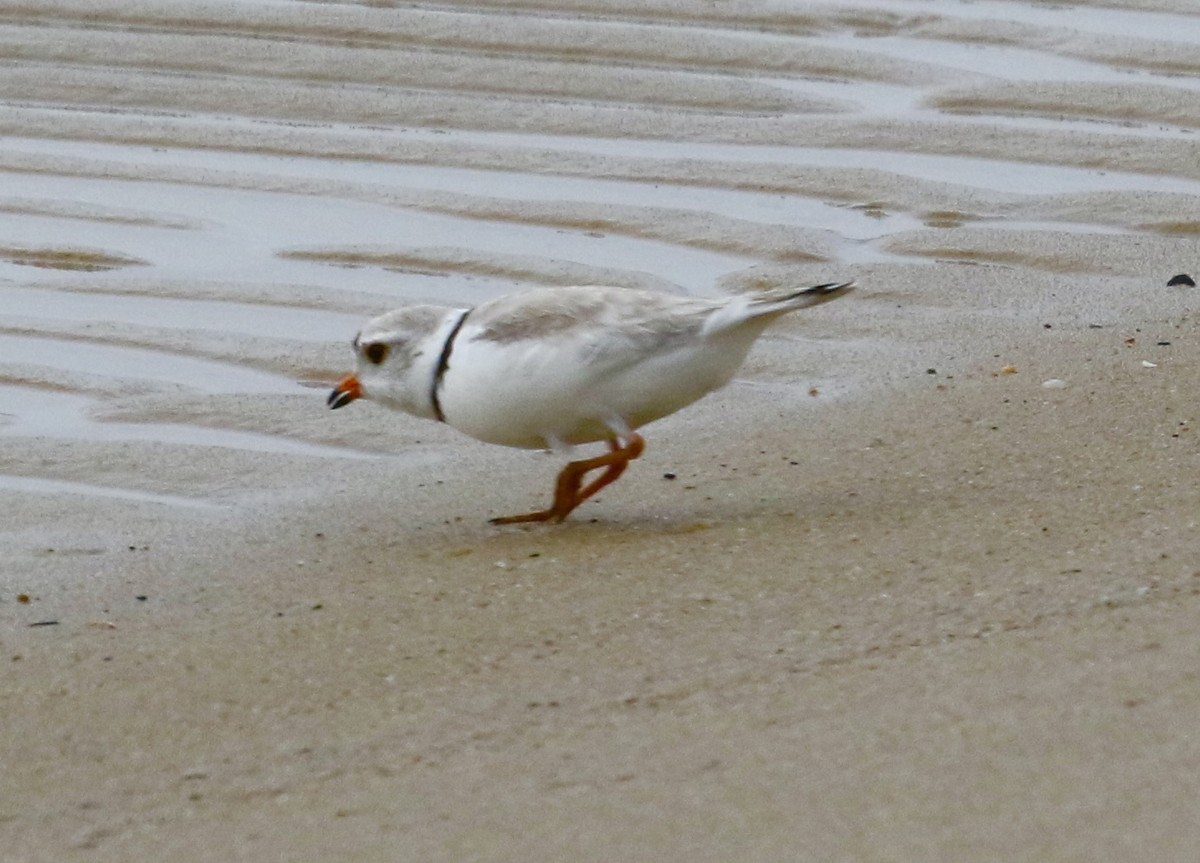 Piping Plover - ML455624311