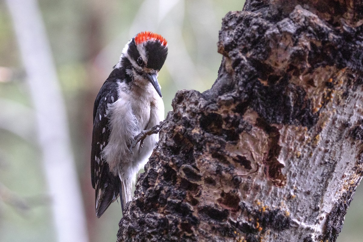 Hairy Woodpecker (Rocky Mts.) - ML455628971