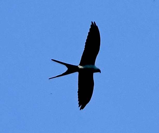 Swallow-tailed Kite - ML455634261