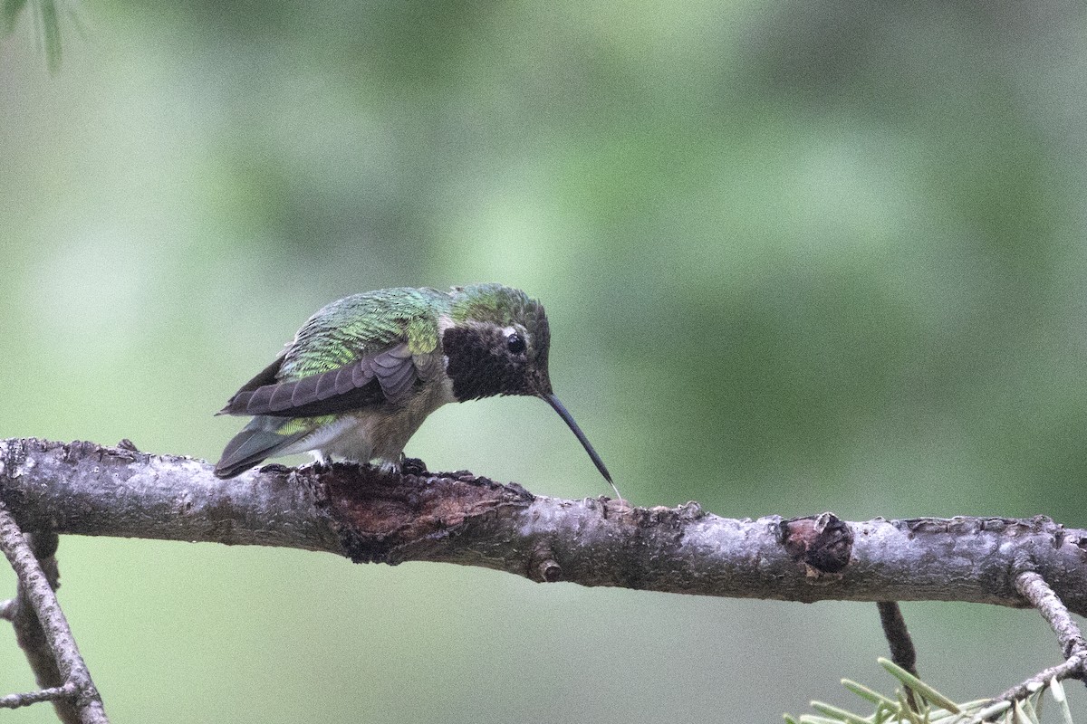 Broad-tailed Hummingbird - ML455636721