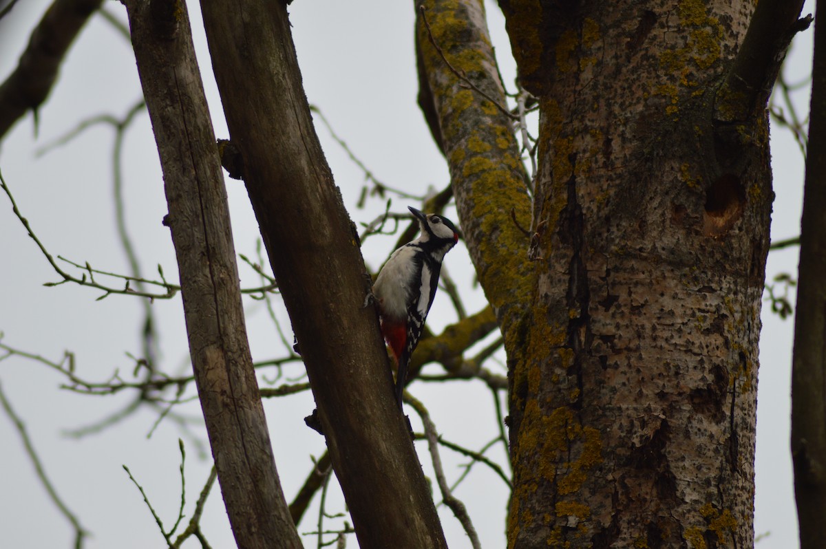 Great Spotted Woodpecker - Vasily Puntus