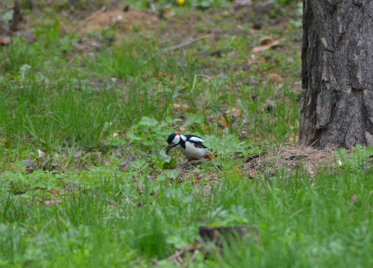 Great Spotted Woodpecker - ML455639951