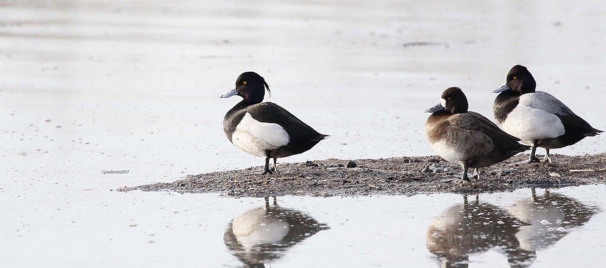 Tufted Duck - Janice White
