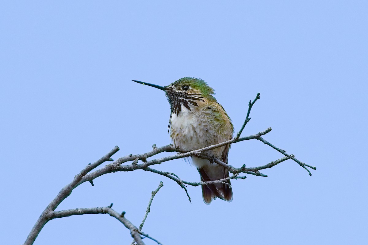 Calliope Hummingbird - Calvin S