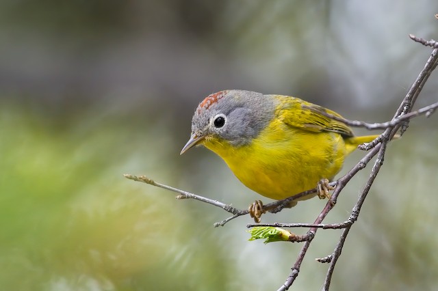 Possible confusion species: Nashville Warbler (<em class="SciName notranslate">Leiothlypis ruficapilla</em>). - Nashville Warbler - 